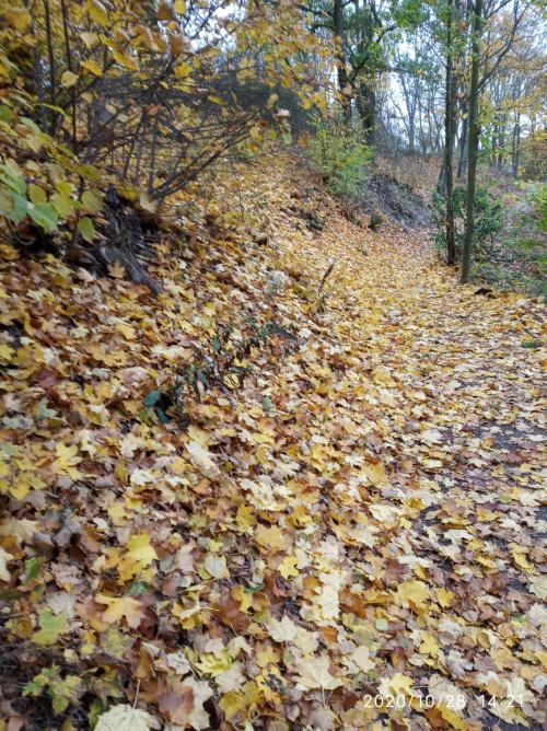 Třída Včeliček - Včelky radost mají, podzim si užívají